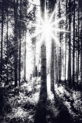 Ln206314005-Grosser Sonnenstern im Wald-sw